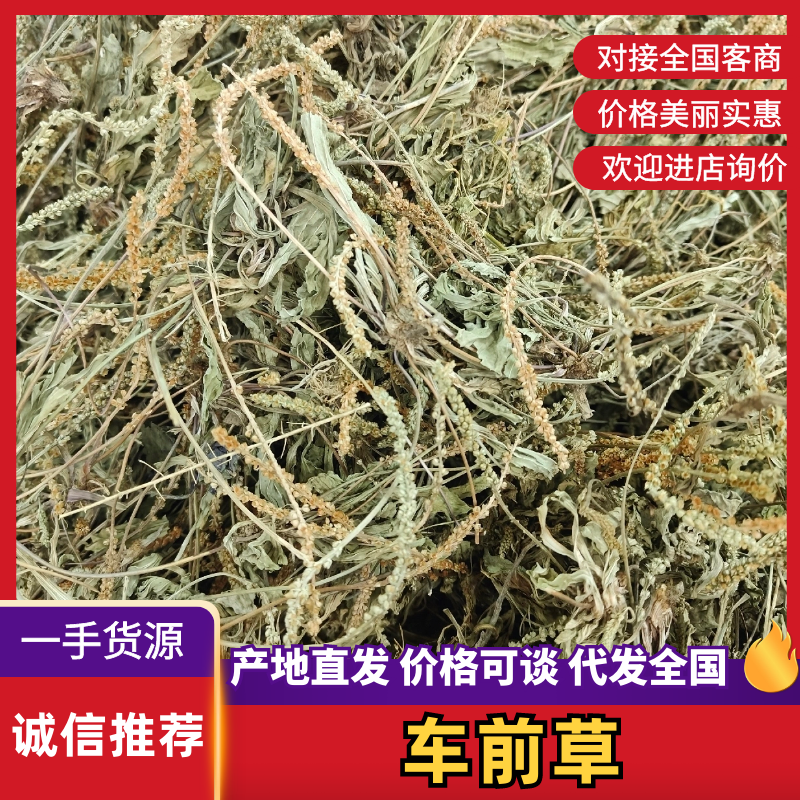 车前草批发零售欢迎下单
