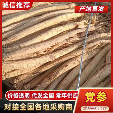 党参正宗甘肃原产地的货常年供应批发零售各种规格都有