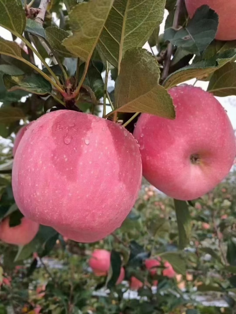 【有货】红富士苹果质量保证新鲜采摘价格可谈