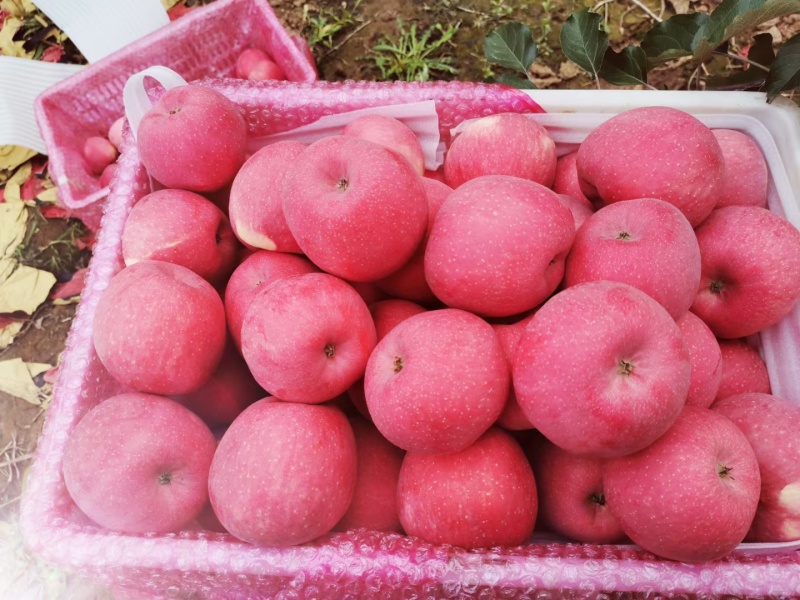 【协助装箱】红富士苹果大量有货质量保证脆甜可口