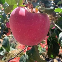 【协助装箱】红富士苹果大量有货质量保证脆甜可口
