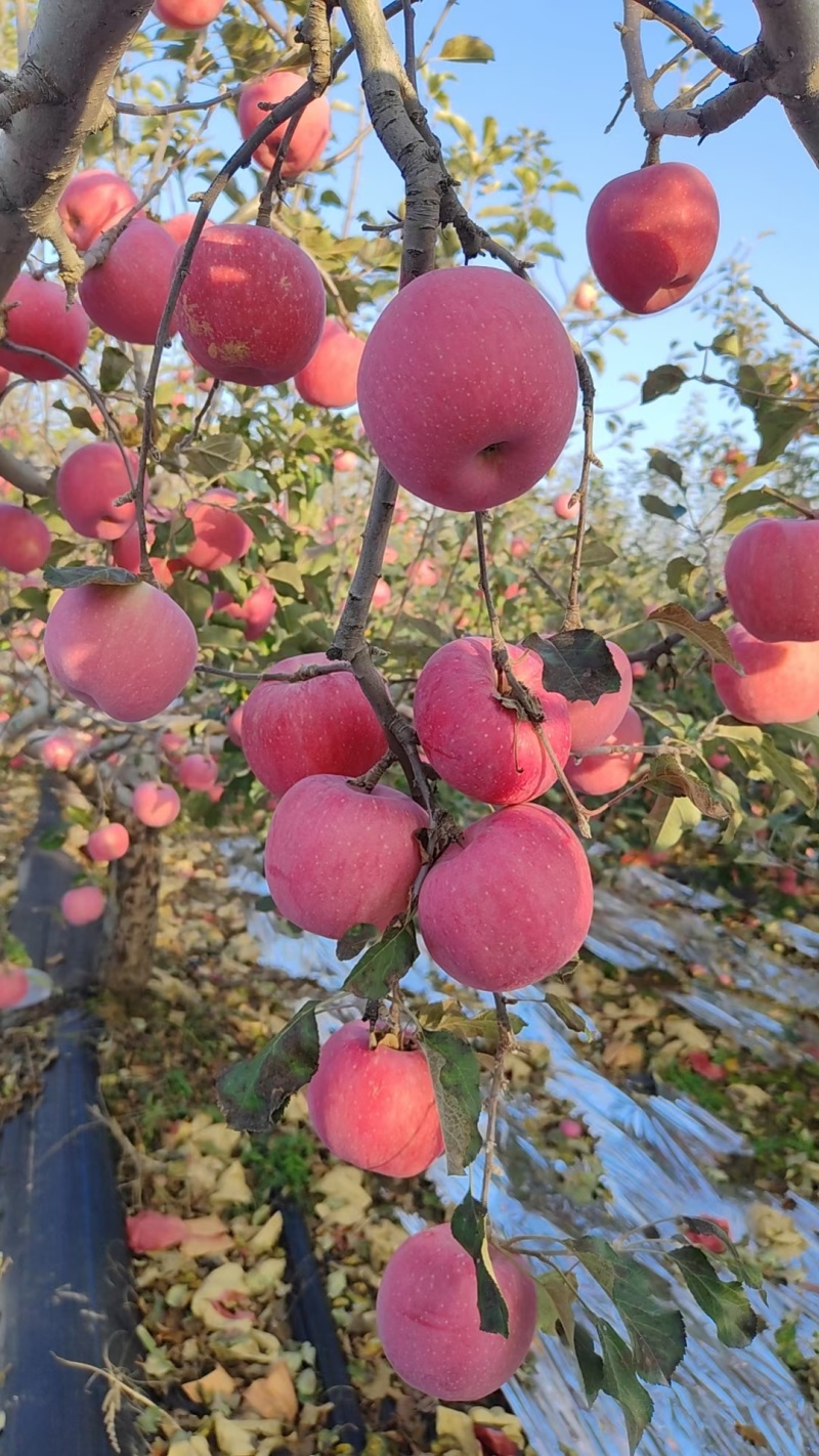 【协助装箱】红富士苹果大量有货质量保证脆甜可口