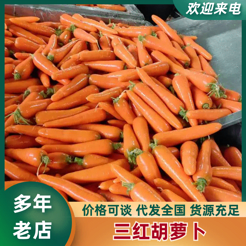 【胡萝卜】专业对接出口，一手货源，售后无忧，来电详谈