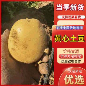 黄皮黄心【精品土豆】全国产地直发、一手货源。对接出口！