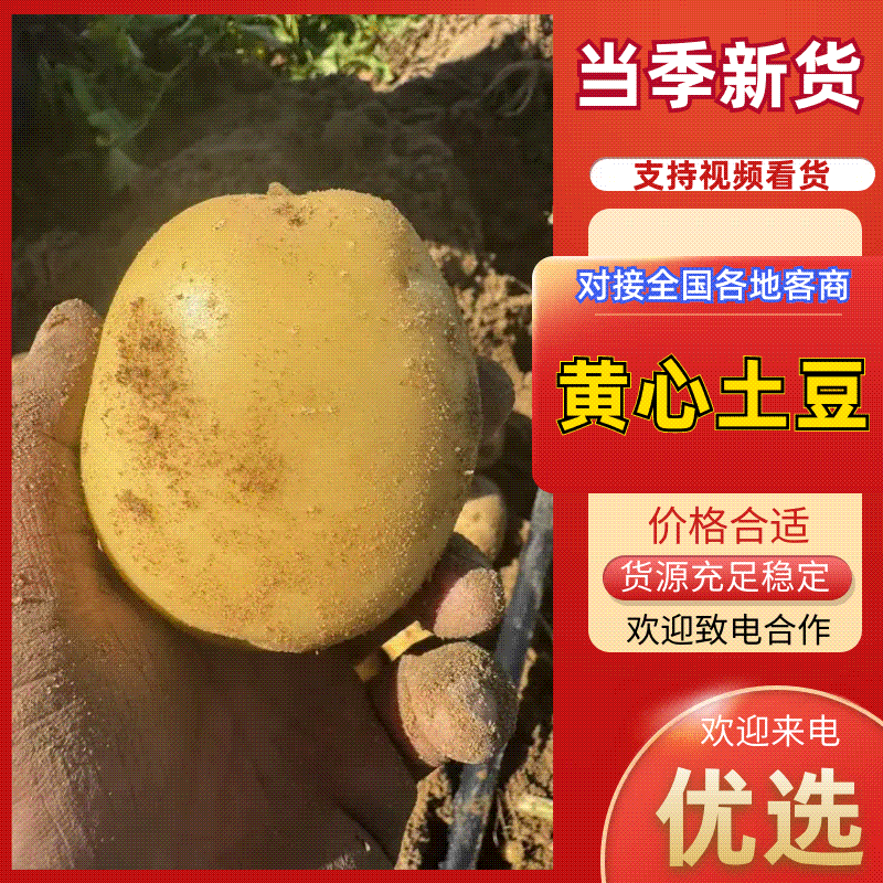 黄皮黄心【精品土豆】全国产地直发、一手货源。对接出口！
