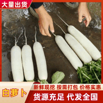 【热卖】四川遂宁射洪精品白萝卜/一手货源/产地直发