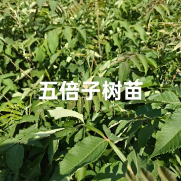 盐肤木#五倍子苗#倍子树苗成活率高对接全国量大从优