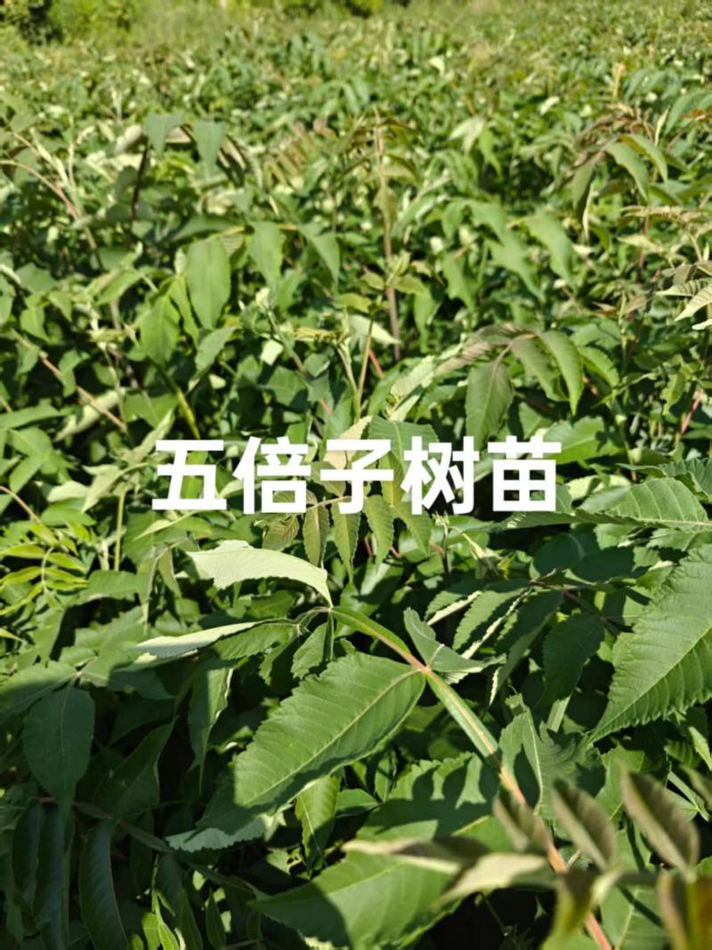 盐肤木#五倍子苗#倍子树苗成活率高对接全国量大从优