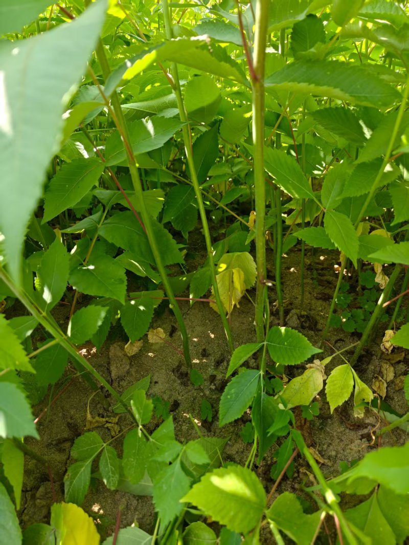 盐肤木#五倍子苗#倍子树苗成活率高对接全国量大从优