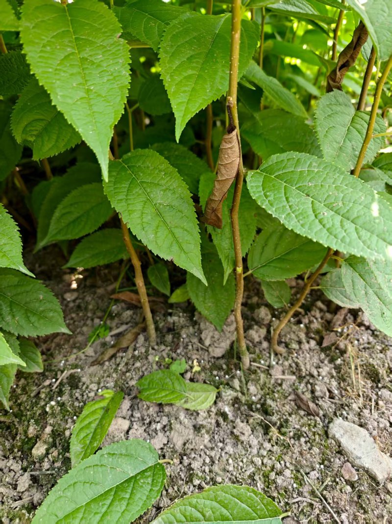 盐肤木#五倍子苗#倍子树苗成活率高对接全国量大从优