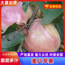 美八苹果，果园看货，质量好价格合理，一手货源