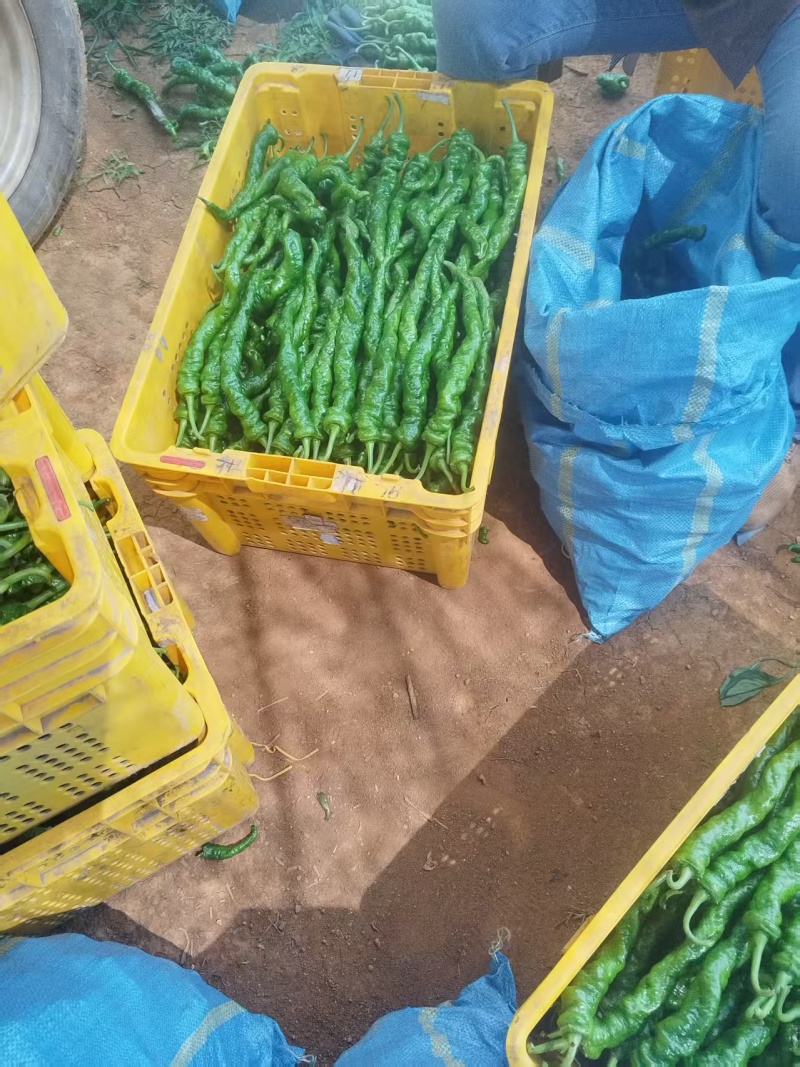 螺丝椒云南辣椒大量现货，现摘现发，可对接电商市场批发商