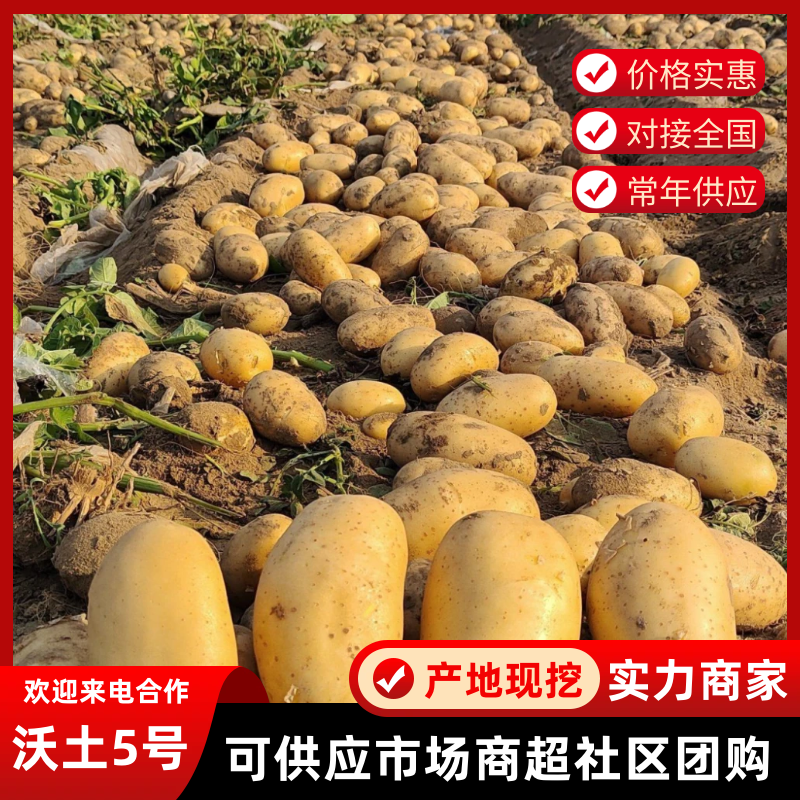 河北土豆沃土土豆，产地大量发货，价格优惠，规格齐全