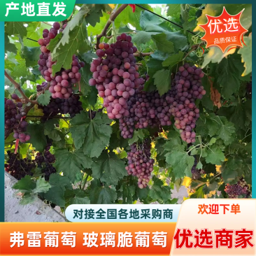 新疆石河子市弗雷葡萄玻璃翠葡萄大量上市中，视频看货