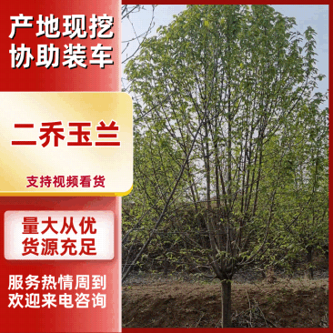 二乔玉兰规格齐全基地直供货源充足价格优惠欢迎致电
