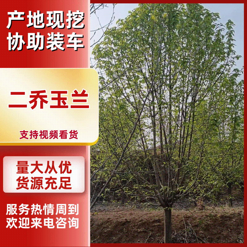 二乔玉兰规格齐全基地直供货源充足价格优惠欢迎致电