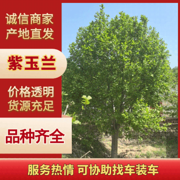 紫玉兰规格齐全基地直供货源充足全国发货，一手货欢迎致电