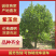 紫玉兰规格齐全基地直供货源充足全国发货，一手货欢迎致电