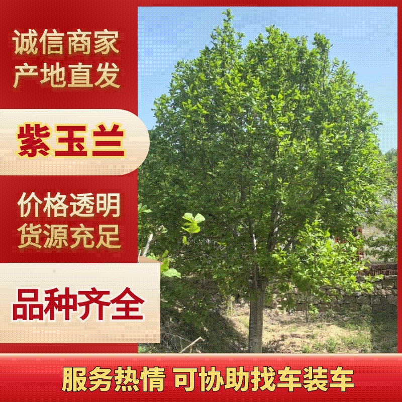 紫玉兰规格齐全基地直供货源充足全国发货，一手货欢迎致电