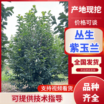 丛生紫玉兰规格齐全价格详谈基地直供货源充足全国发货