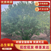 丛生紫薇规格齐全价格详谈基地直供货源充足全国发货
