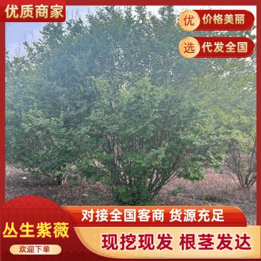 丛生紫薇规格齐全价格详谈基地直供货源充足全国发货