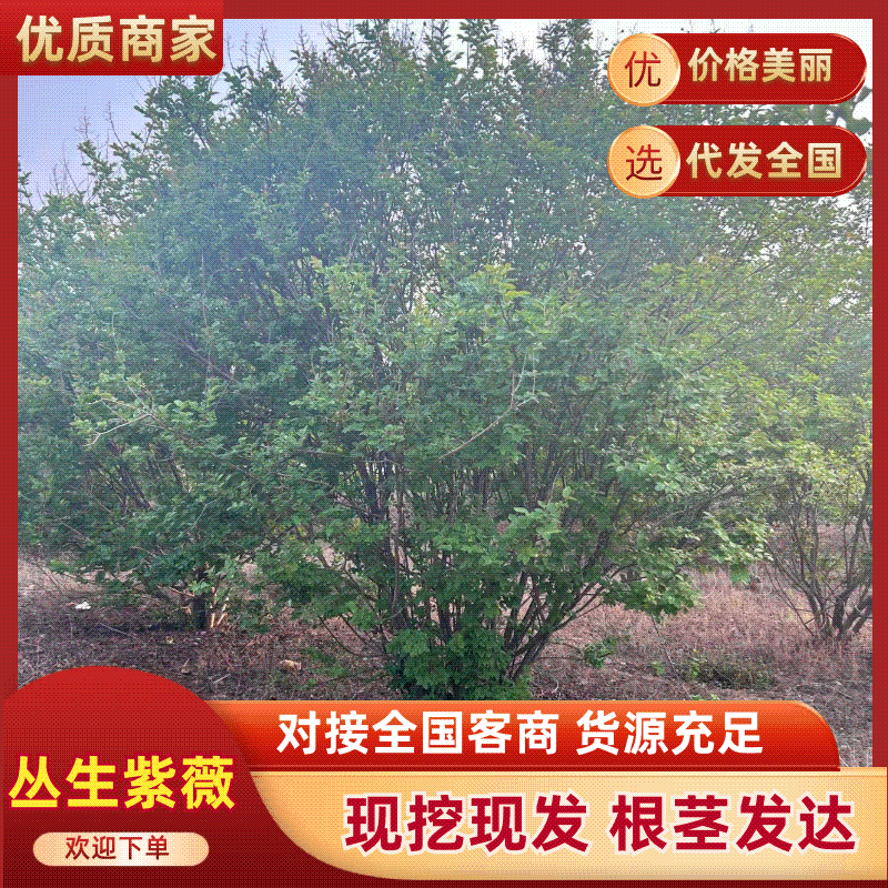 丛生紫薇规格齐全价格详谈基地直供货源充足全国发货