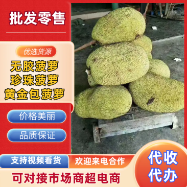 无胶菠萝，珍珠菠萝，黄金包菠萝蜜广东化州木菠萝无胶菠萝