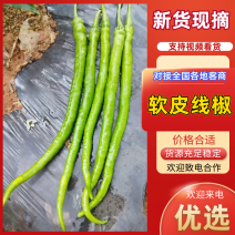 线椒8号软皮线椒云南鲜辣椒，万亩基地直发量大从优欢迎电联