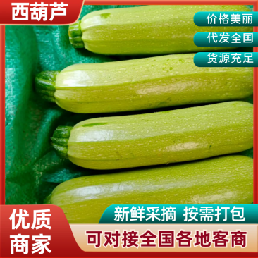 云南绿皮西葫芦大量供应，现摘现发规格齐全，价格可谈发全国