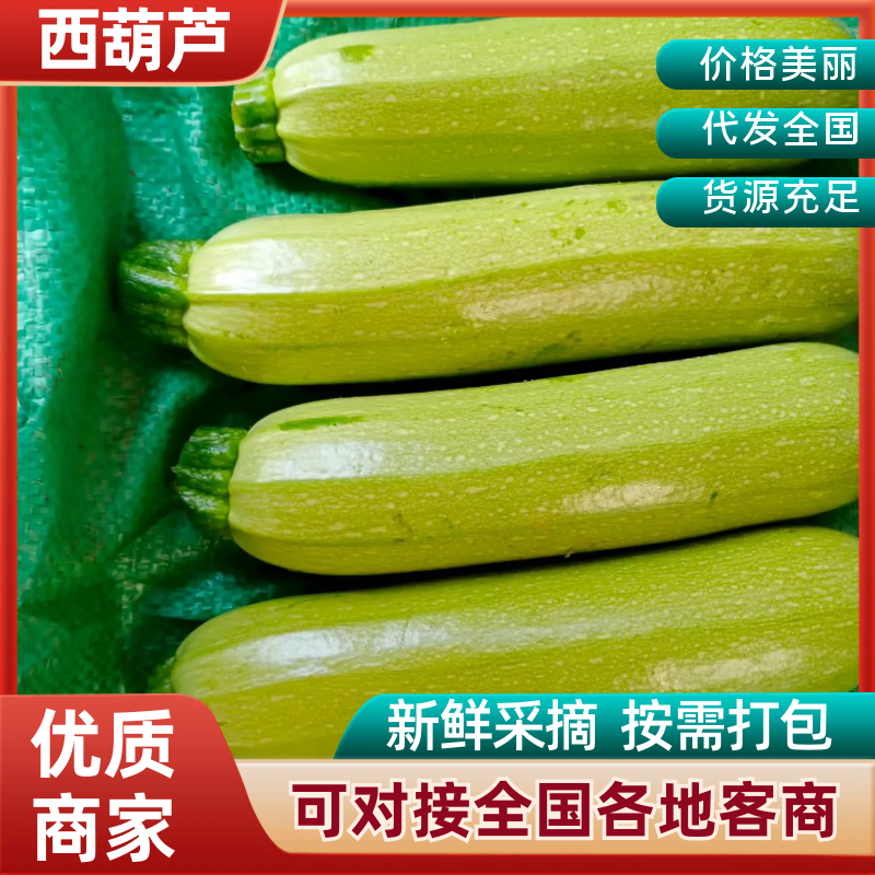 云南绿皮西葫芦大量供应，现摘现发规格齐全，价格可谈发全国