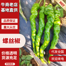 螺丝椒云南辣椒大量现货，现摘现发，可对接电商市场批发商
