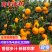 湖南常德澧县南丰蜜桔已大量上货味美价优可全国发货