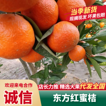 精品【东方红蜜桔】世纪红蜜橘，货源充足产地直发一手货源