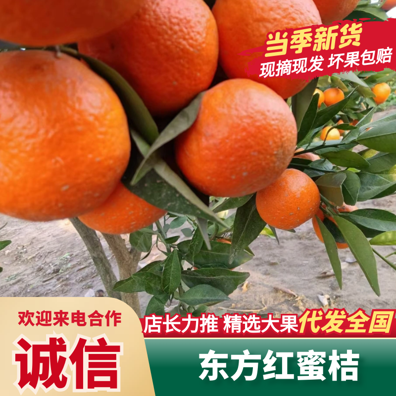 精品【东方红蜜桔】世纪红蜜橘，货源充足产地直发一手货源