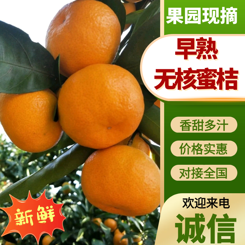 湖南澧县特早熟蜜橘大量上市一手货源欢迎各地老板洽谈订货