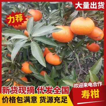 热销寿柑玫瑰香柑大量上市了价格美丽品质保证一手货源