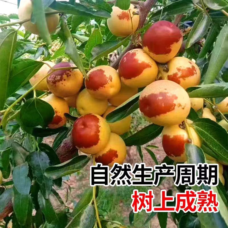 山东精选冬枣一件代发品质保证对接市场商超社区团购