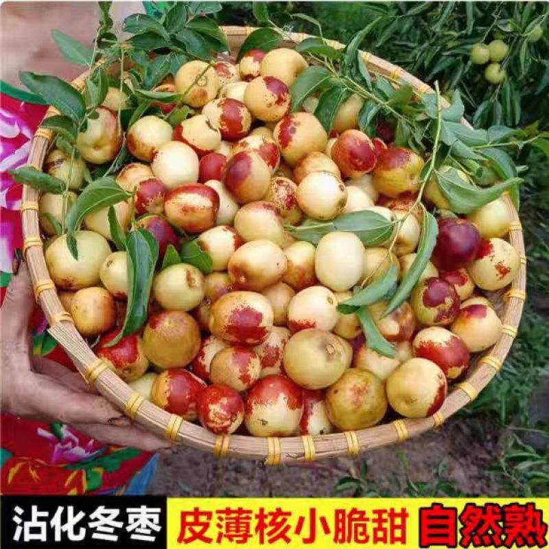 精品冬枣新鲜上市产地直发价格优惠欢迎来电洽谈价优