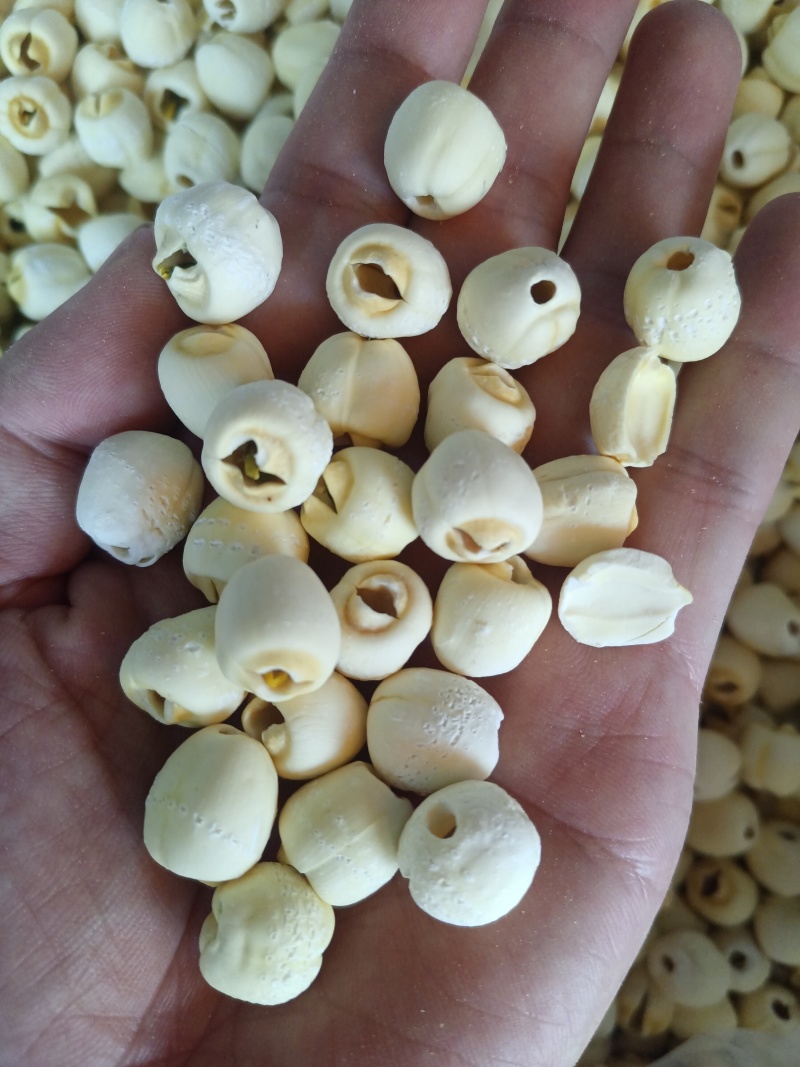 通心仿白莲莲子产地直发保质保量视频看货对接全国