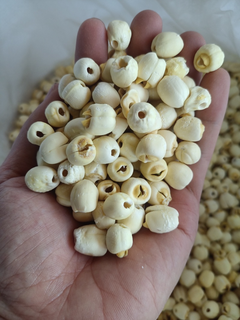 通心仿白莲莲子产地直发保质保量视频看货对接全国