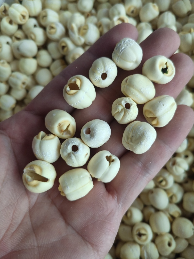通心仿白莲莲子产地直发保质保量视频看货对接全国