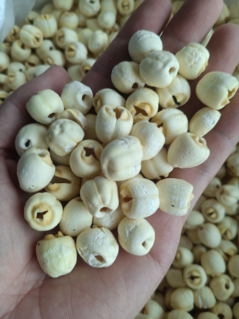 通心仿白莲莲子产地直发保质保量视频看货对接全国