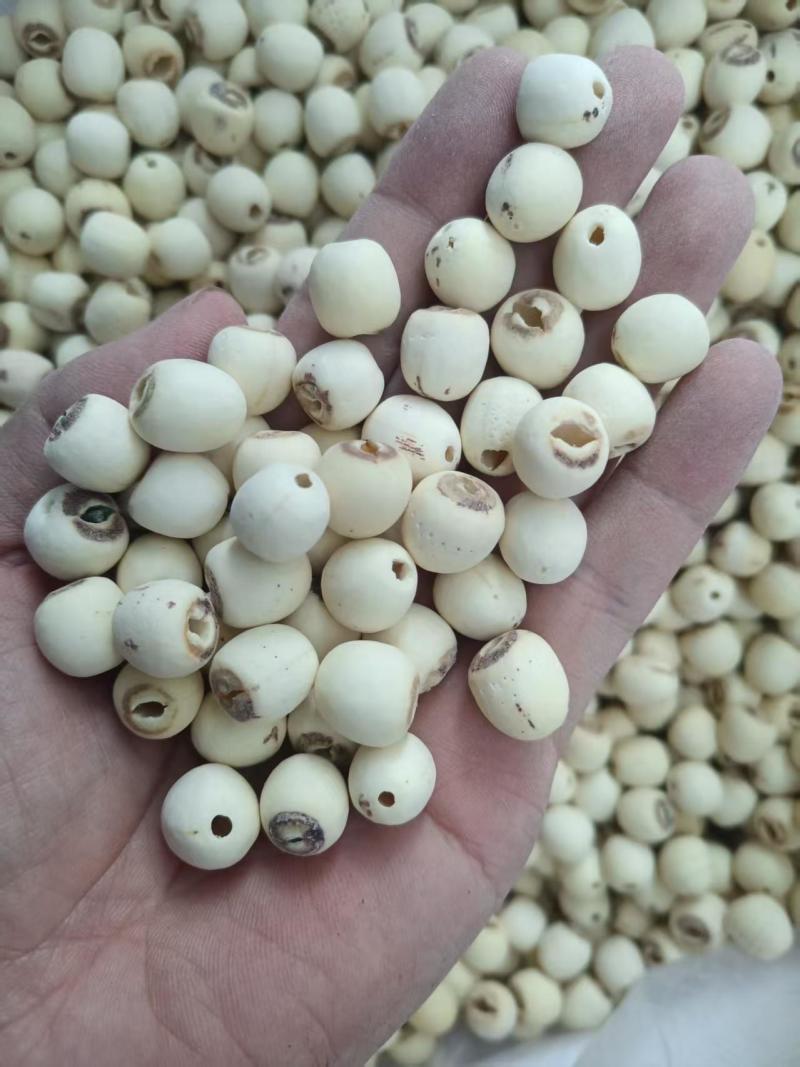 全新大磨莲莲子白莲子产地直发品种齐全量大从优