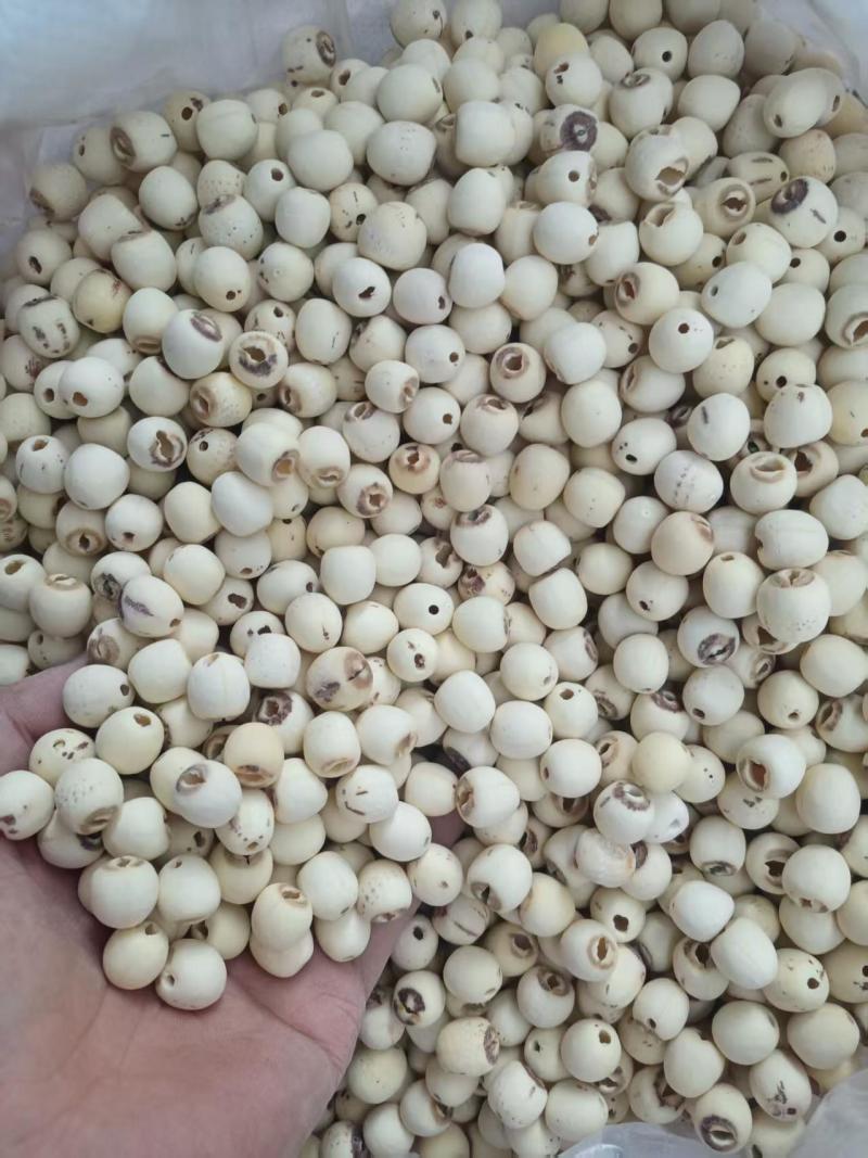 全新大磨莲莲子白莲子产地直发品种齐全量大从优