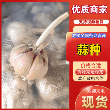【万亩规模】实力供货鲜蒜紫皮蒜干蒜产地直供货源充足价格美丽