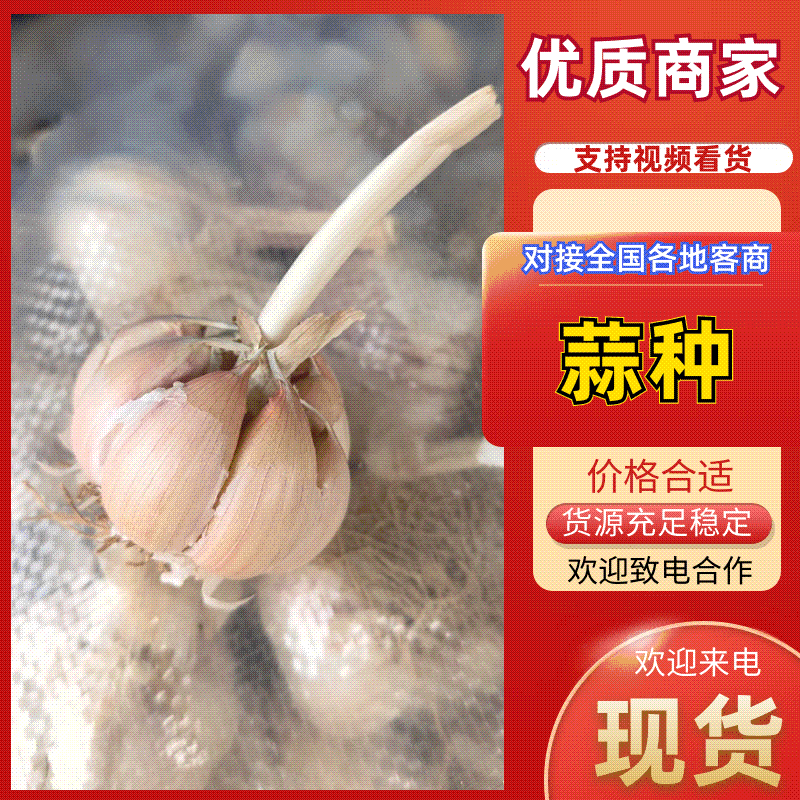 【万亩规模】实力供货鲜蒜紫皮蒜干蒜产地直供货源充足价格美丽