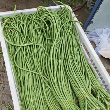 河南安阳长豆角鲜嫩翠绿货量大按需求分拣打包耐运输无虫眼卖相好