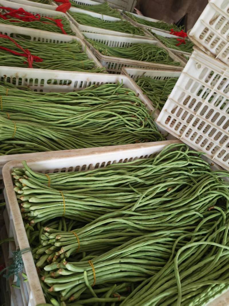 河南安阳长豆角鲜嫩翠绿货量大按需求分拣打包耐运输无虫眼卖相好