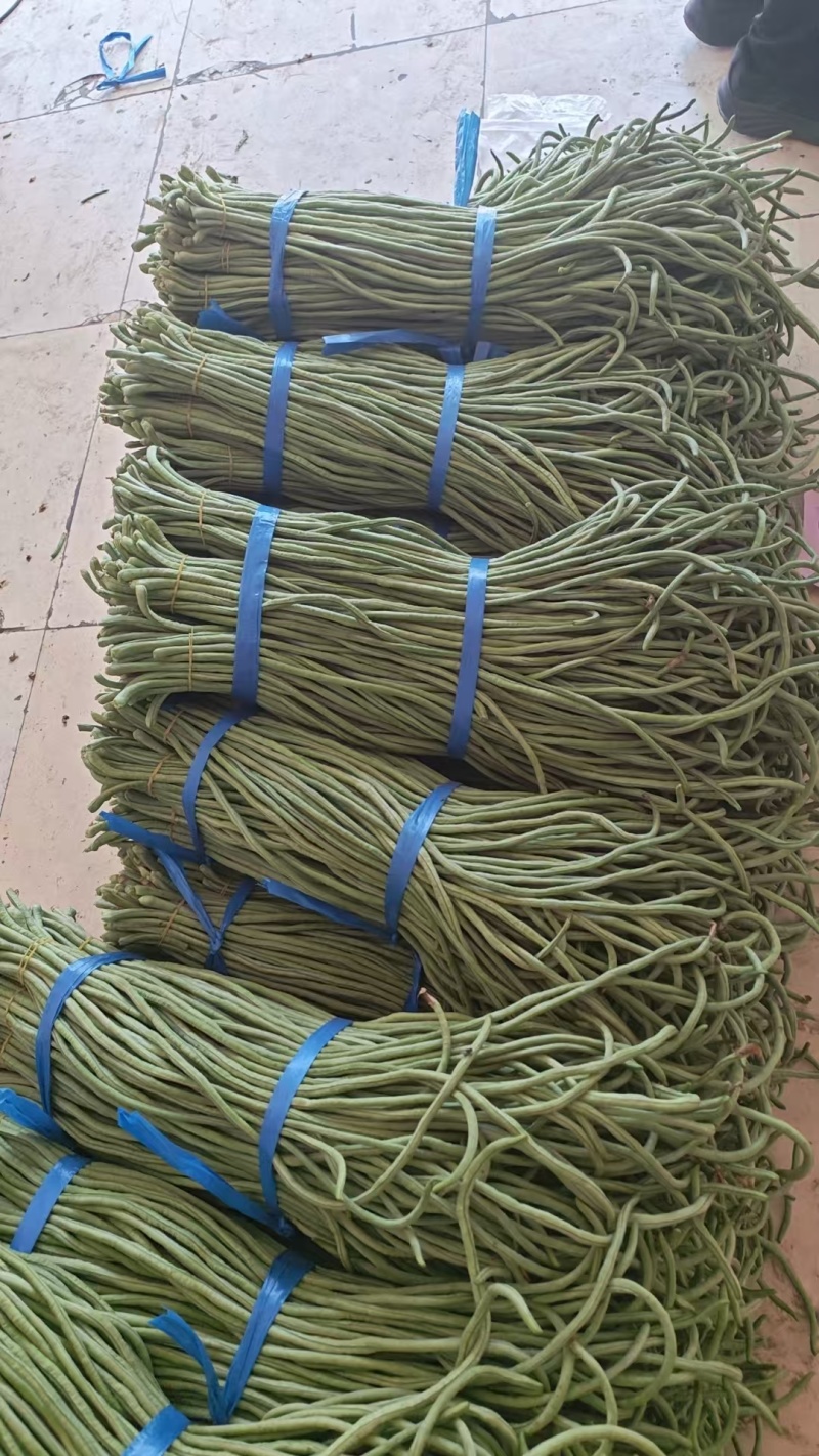 河南安阳长豆角鲜嫩翠绿货量大按需求分拣打包耐运输无虫眼卖相好
